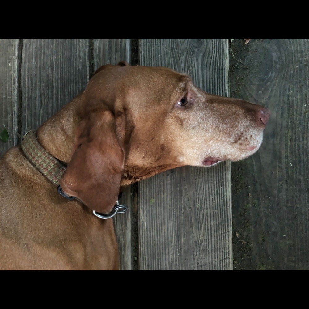 Meet your Posher, Nancy